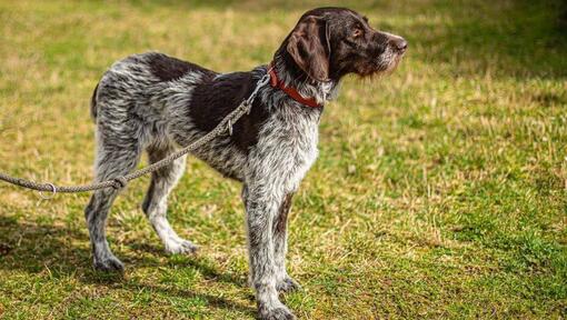 Medium wire sale haired dog breeds